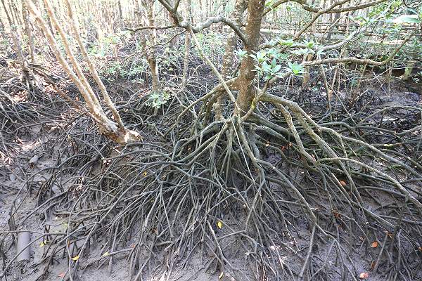 Mangrovenwald Ranong