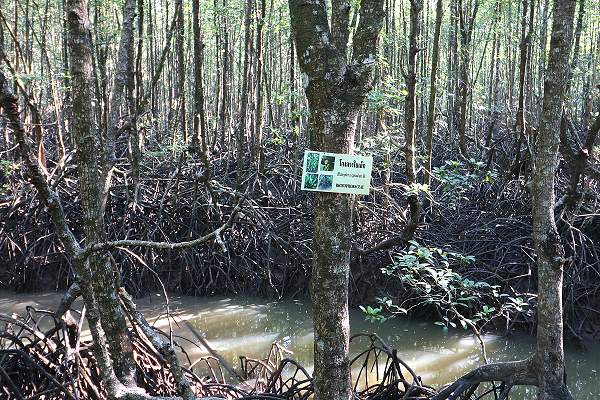 Mangrovenwald Ranong