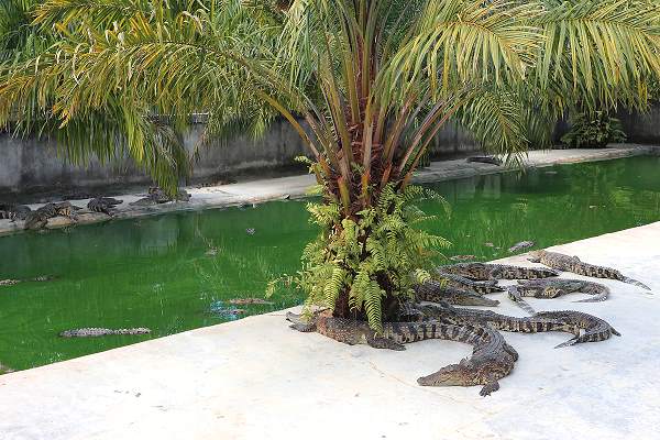 Ranong Crocodile Farm