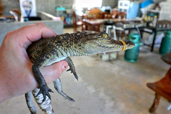 Ranong Crocodil Farm