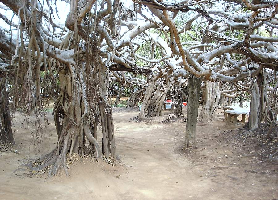 Phimai Banyan Baum