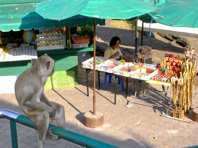 Makake am San Phra Kan Schrein in Lopburi Thailand