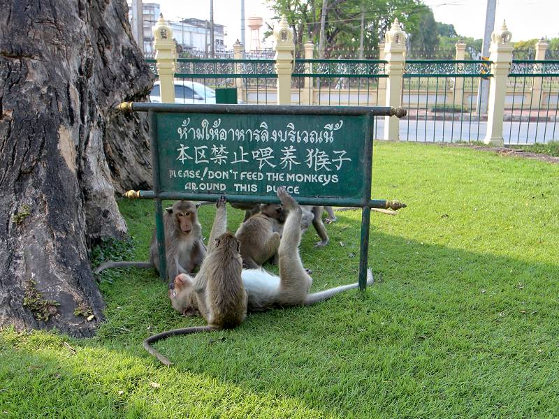 Affen vor dem San Phra Kan Schrein in Lopburi