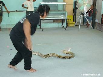 Schlangenfarm Pattaya