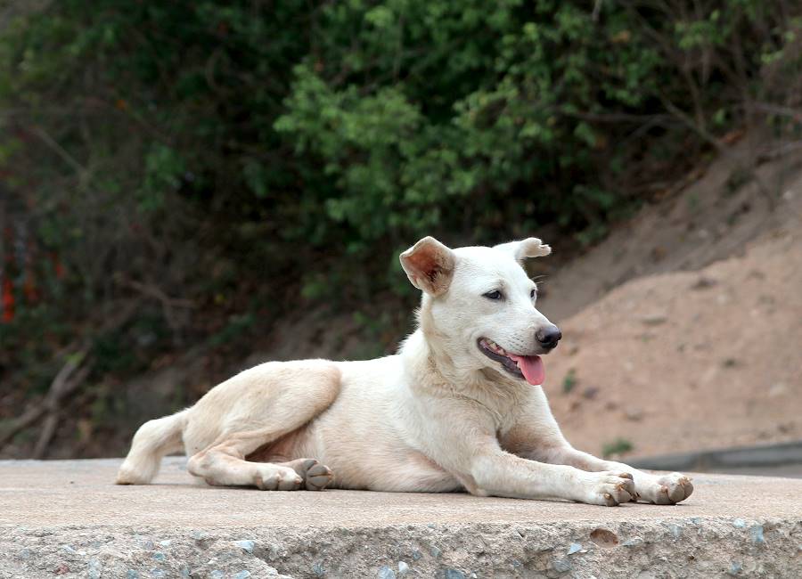 Friedlicher streunender Hund in Thailand