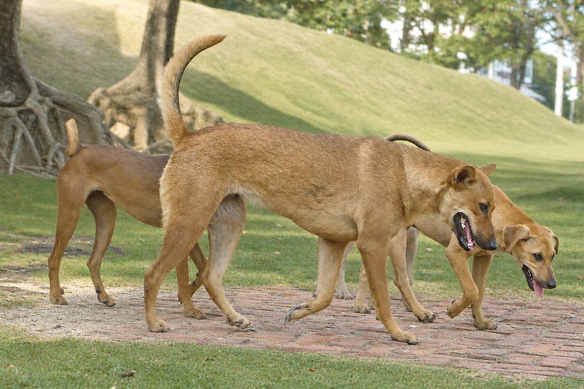 Straßenhunde in Thailand laufen durch einen Park