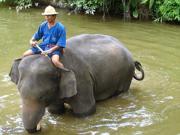 Thai Elephant Conservation Center Lampang