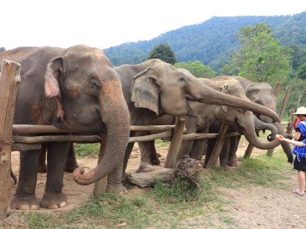 individuell Thailand