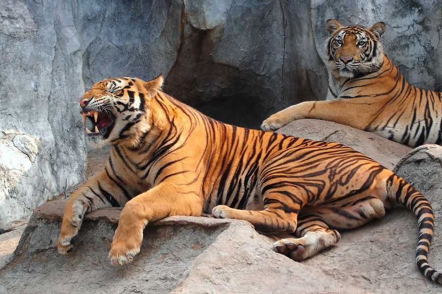 Sriracha Tiger Zoo Thailand