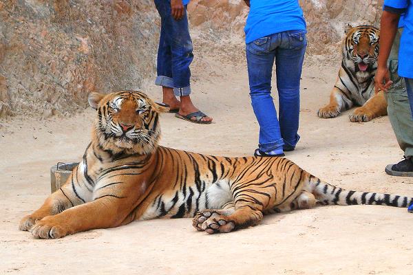 Großer Tiger im Tiger Tempel bei Kanchanaburi