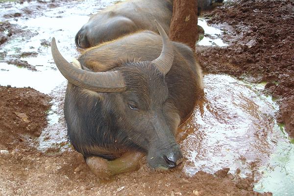 Wasserbüffel im Tiger Tempel bei Kanchanaburi