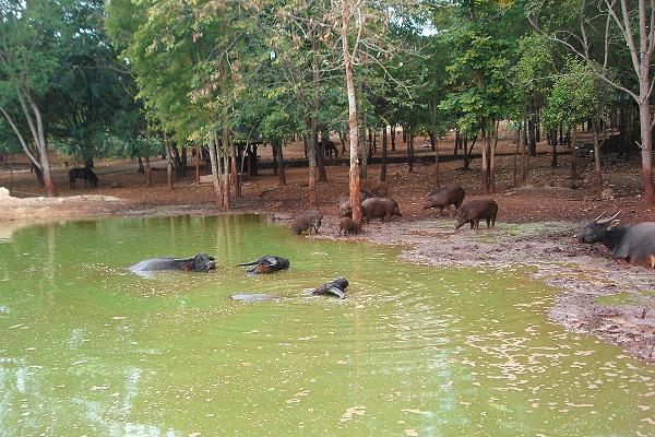 Tiere im Tiger Tempel bei Kanchanaburi