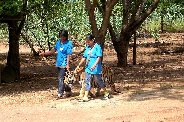 Tiger werden von Mönchen im Tiger Tempel Kanchanaburi geführt