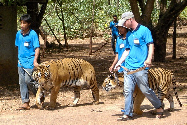 Tiger im Tiger Tempel Kanchanaburi bei einer Vorführung