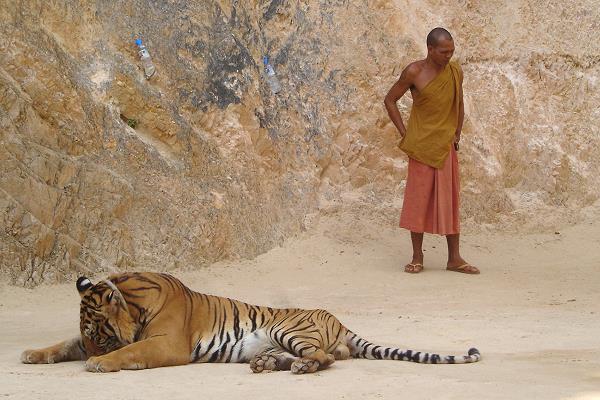 Mönch und Tiger im Tiger Tempel bei Kanchanaburi