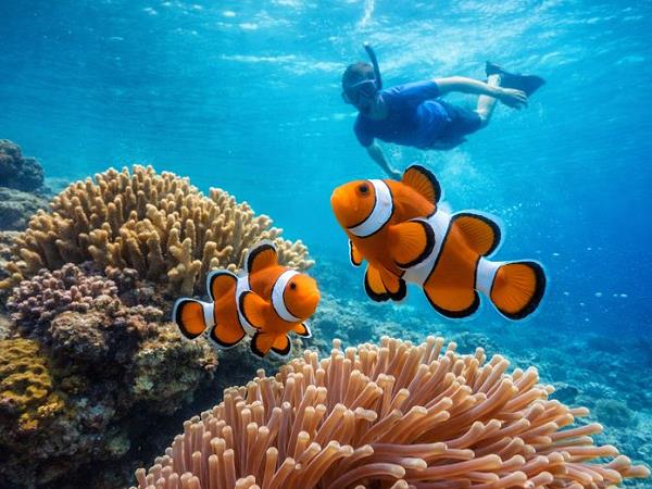 Schnorchel- und Inseltour ab Pattaya mit Speedboot und türkisfarbenem Meer