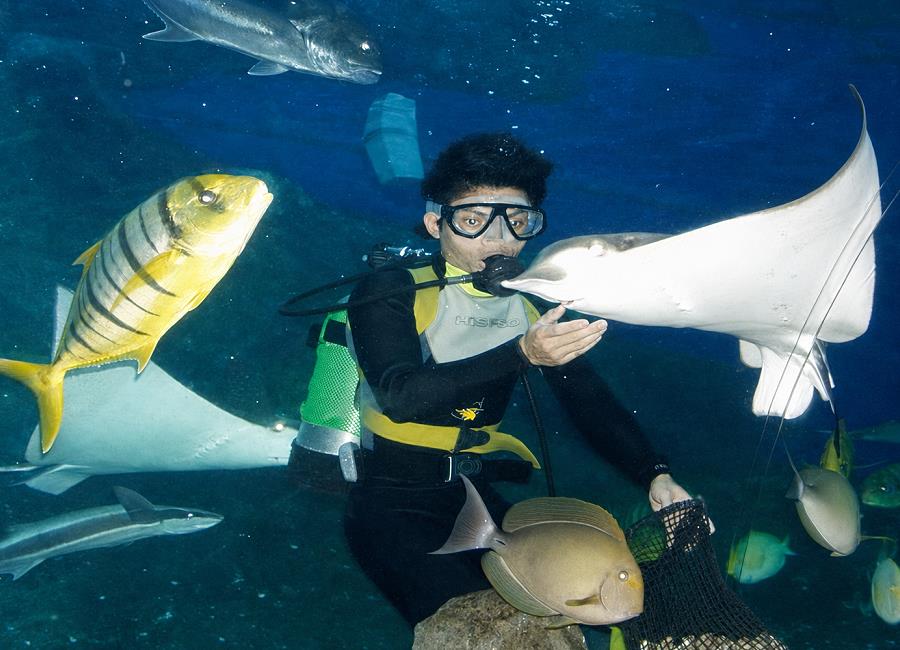 Taucher füttert einen Rochen im Underwater World Pattaya