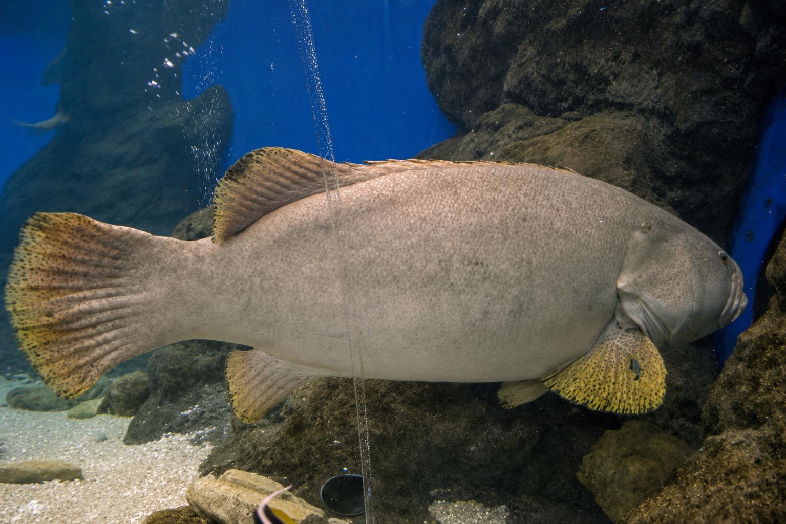 Großer Zackenbarsch im Underwater World Pattaya