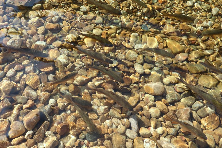 Khlong Phlu Naturpfad