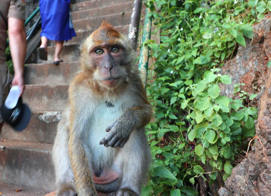 Affe beobachtet Besucher beim Aufstieg zum Wat Tham Sua Tempel Krabi