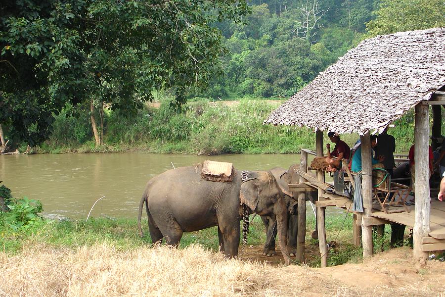 Elefantencamp Phuket