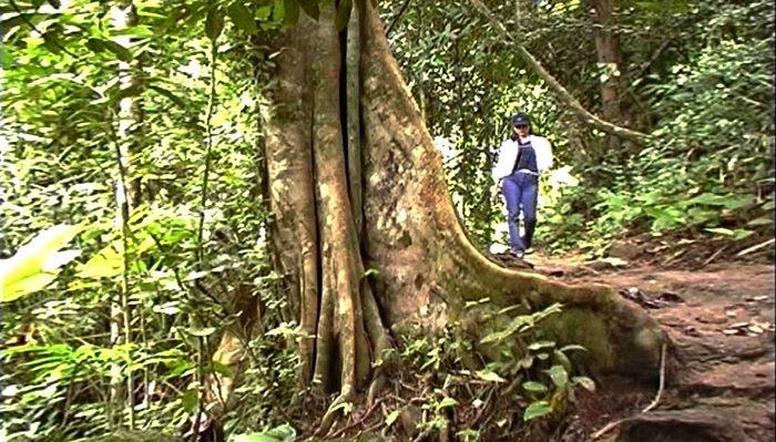 Khao Sok Nationalpark