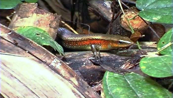 Khao Sok Nationalpark