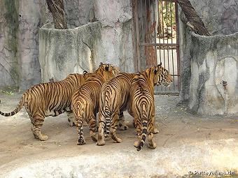 Tigerzoo