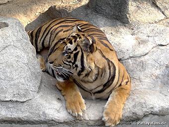 Tigerzoo